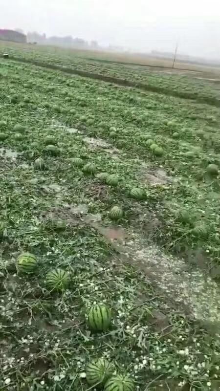 保定清苑遭受严重冰雹灾害,瓜农损失惨重!