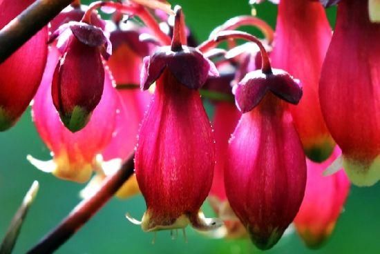 宫灯长寿花叶子萎蔫了,做好这几件事,月月爆盆