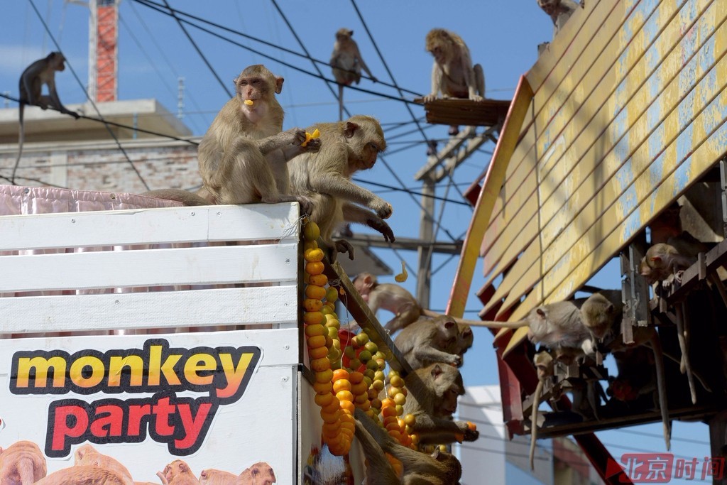 泰国华富里庆祝猴子节 猴子尽情享用水果大餐
