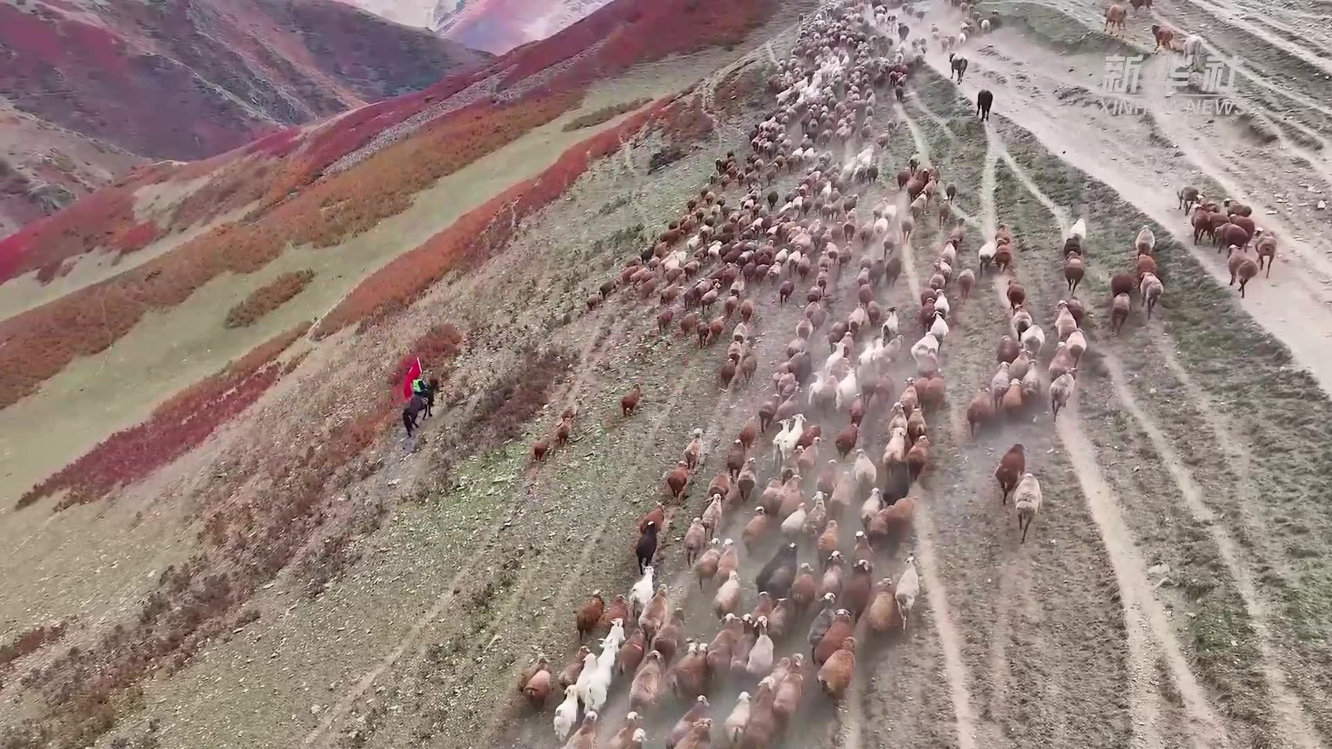 气势恢宏!航拍新疆塔城牧民秋季大转场 气势恢宏!航拍新疆塔城牧民秋季大转场