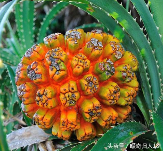 世界上最贵的水果,堪称国中贵族的品种,吃过两