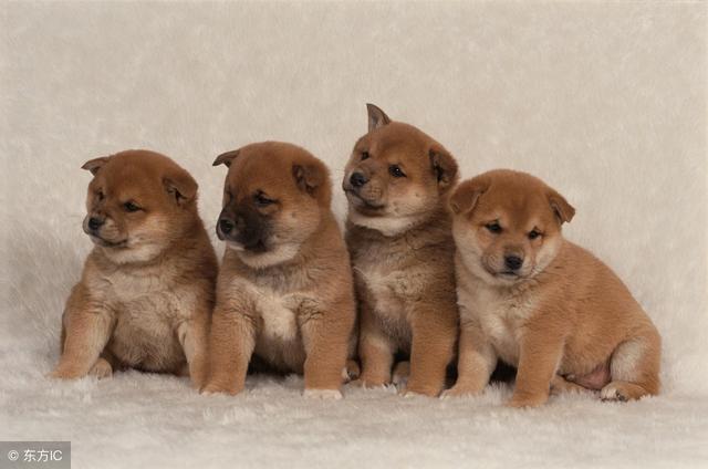 宠物行业运用剃须刀+刀片模式锁定大量消费客