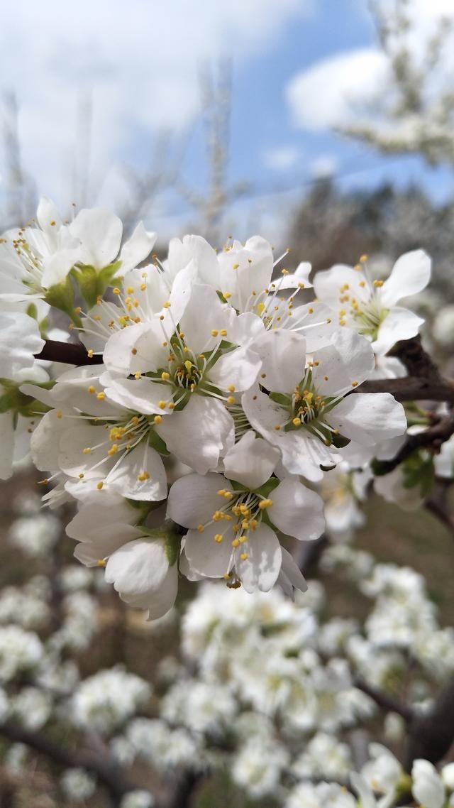 为什么农村人越来越少了?乡村教师的田园生活