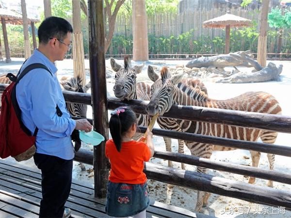 给河马刷牙?浣熊浑水摸鱼?动物度夏还有这操