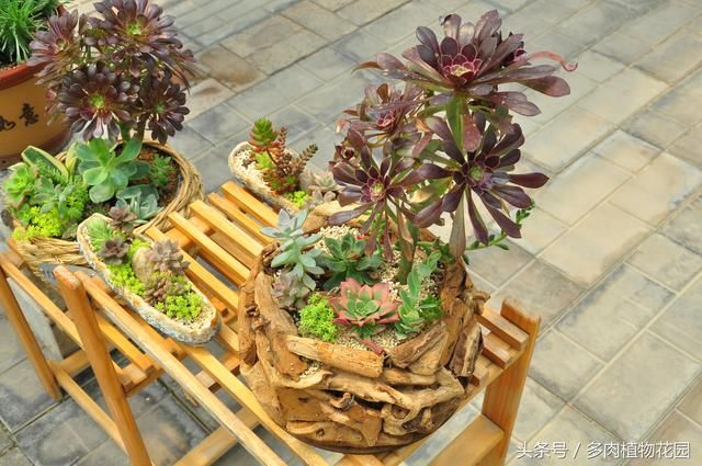想要做好摆摊儿卖多肉植物赚钱,你得做好这几
