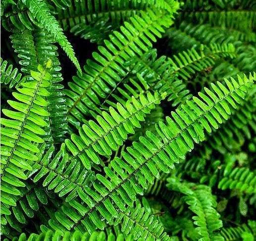 它既像梳子又像蜈蚣,能治流感与风湿!山边到处