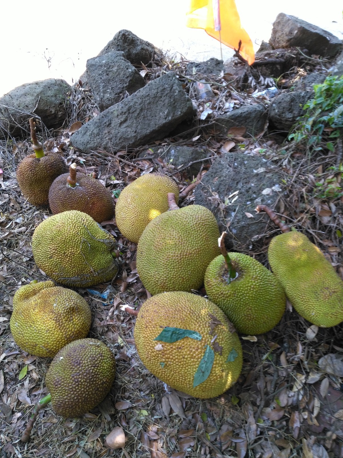 世界上最大的水果之王,海南农村随处可见,原来