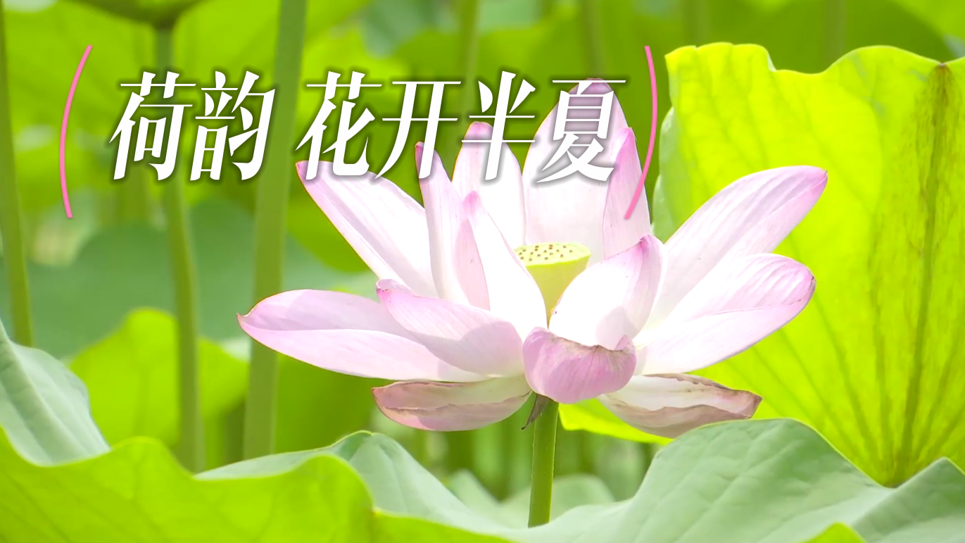 美出天际！回龙园公园荷花竞相绽放，等你“入画”~~