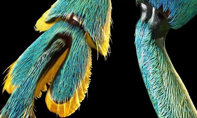 成片百亿像素!这张照片打印出来比你家房子还