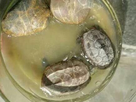 有网友问:为什么说女生不能养乌龟?