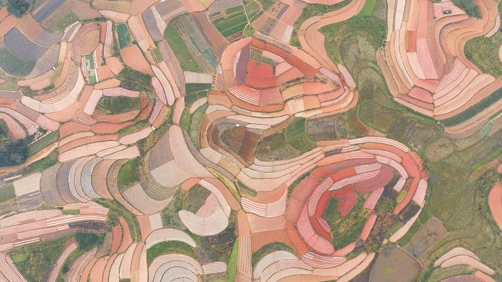 俯瞰春耕如画 农田变身大地“调色盘”