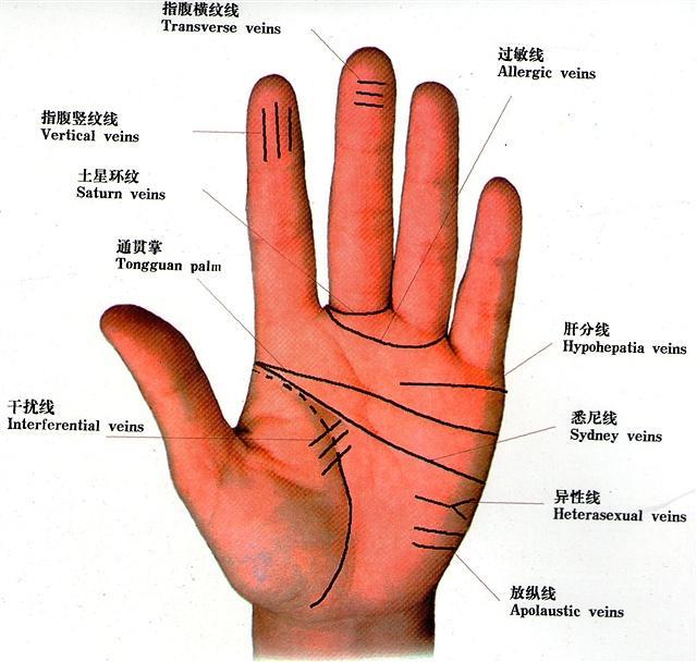 从手纹财运线看您的财富运势,看看你自己的手吧 从手纹财运线看您的财富运势,看看你自己的手吧