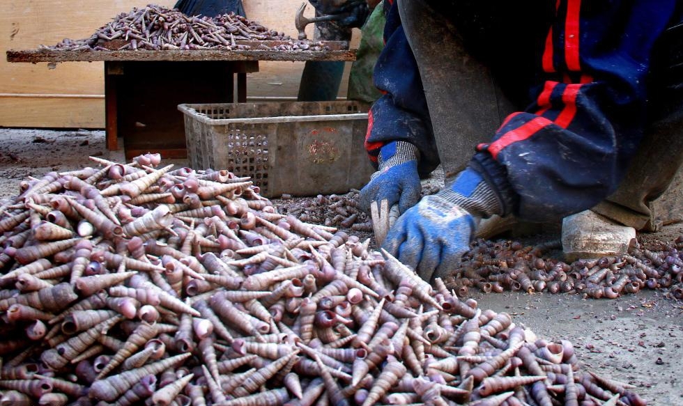 曲绍温有些自豪地说，由于他和妻子砸钉螺的水平不错，两个人加起来一天能挣700多元钱。