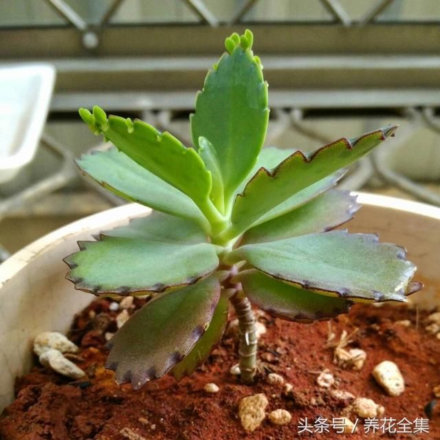 大家都很熟悉落地生根这个成语,却不知道它还