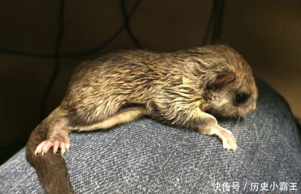 老婆捡到只老鼠崽,捡回家养了四个月后,我和老婆都傻眼了