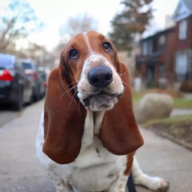 买二送一的Hush Puppies还附带遛狗的正确方式 买二送一的Hush Puppies还附带遛狗的正确方式