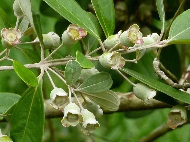 农村这种野果,吃了之后舌头会变紫色,却是小孩