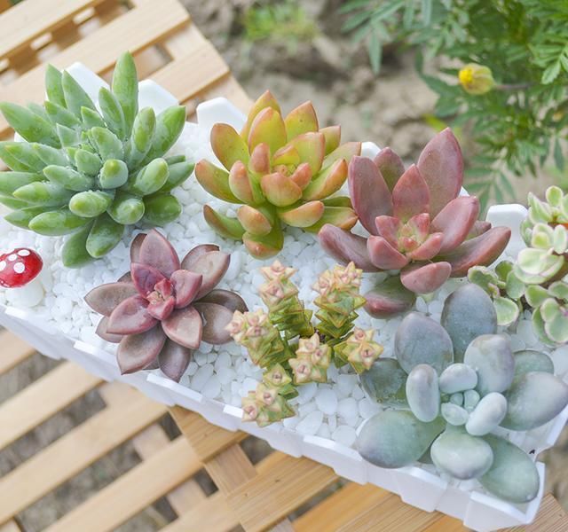 终于知道为什么要富人家喜欢摆植物盆栽了,不仅好看还招财