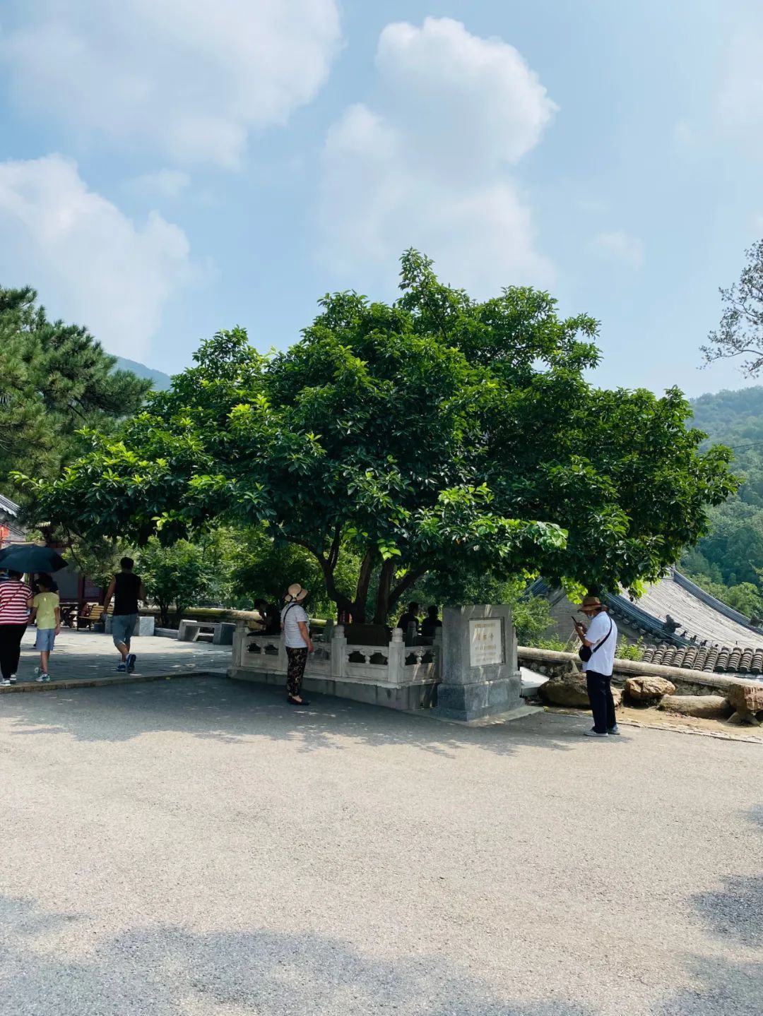 潭柘寺的“柘”,原来如此~!_北京时间