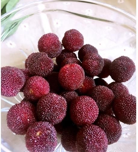 杨梅别直接吃,教你一种新吃法,做法简单又好吃