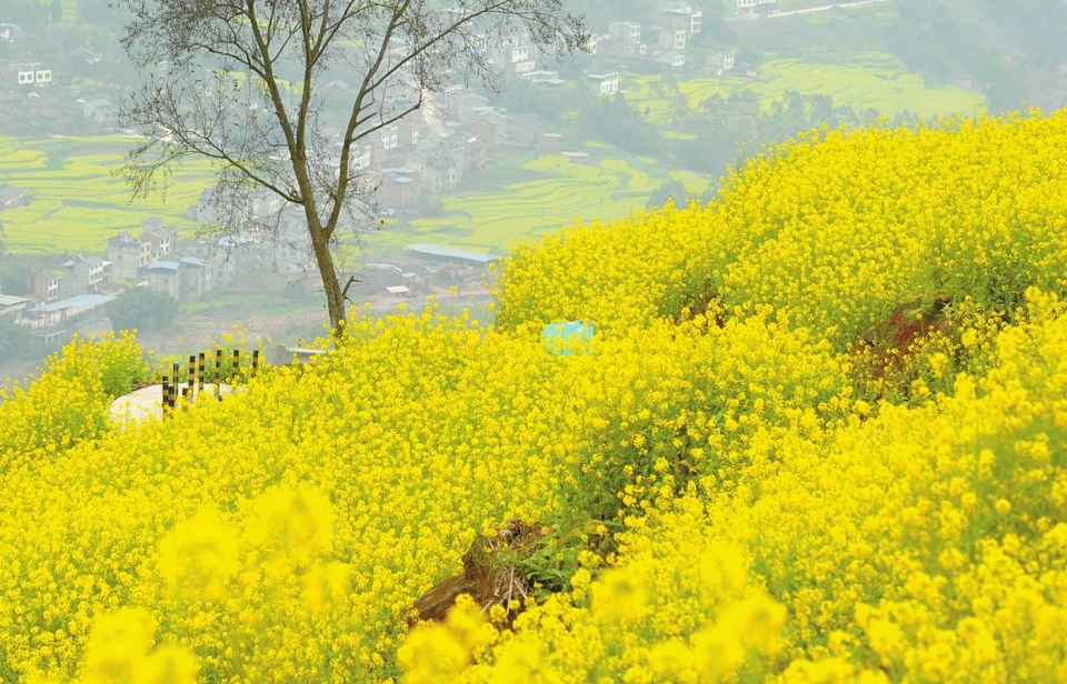 川南漫山遍野油菜花金黄一片