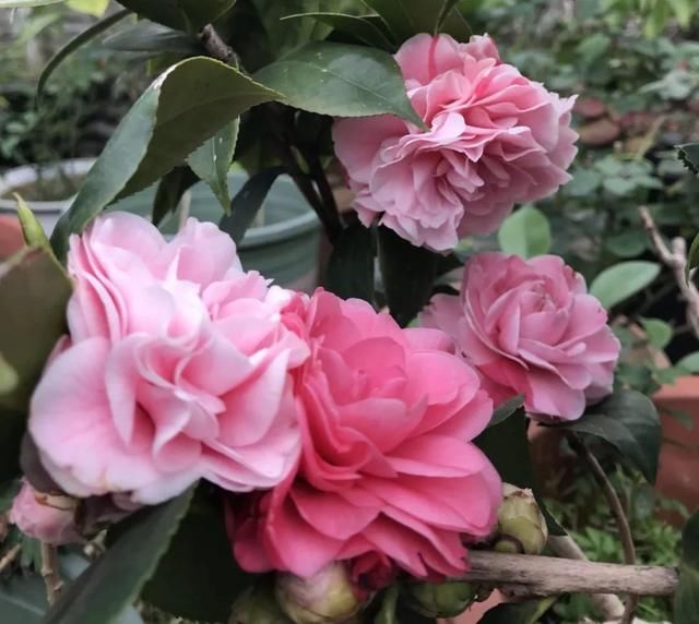 辞旧迎新,做对春节前大扫除来年行好运