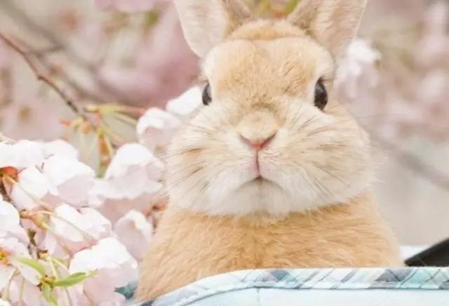 樱花和兔子,太美了!暖心