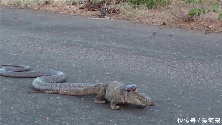 蛇盯上大蜥蜴,一口咬住脖子:送你条围巾戴,蜥蜴