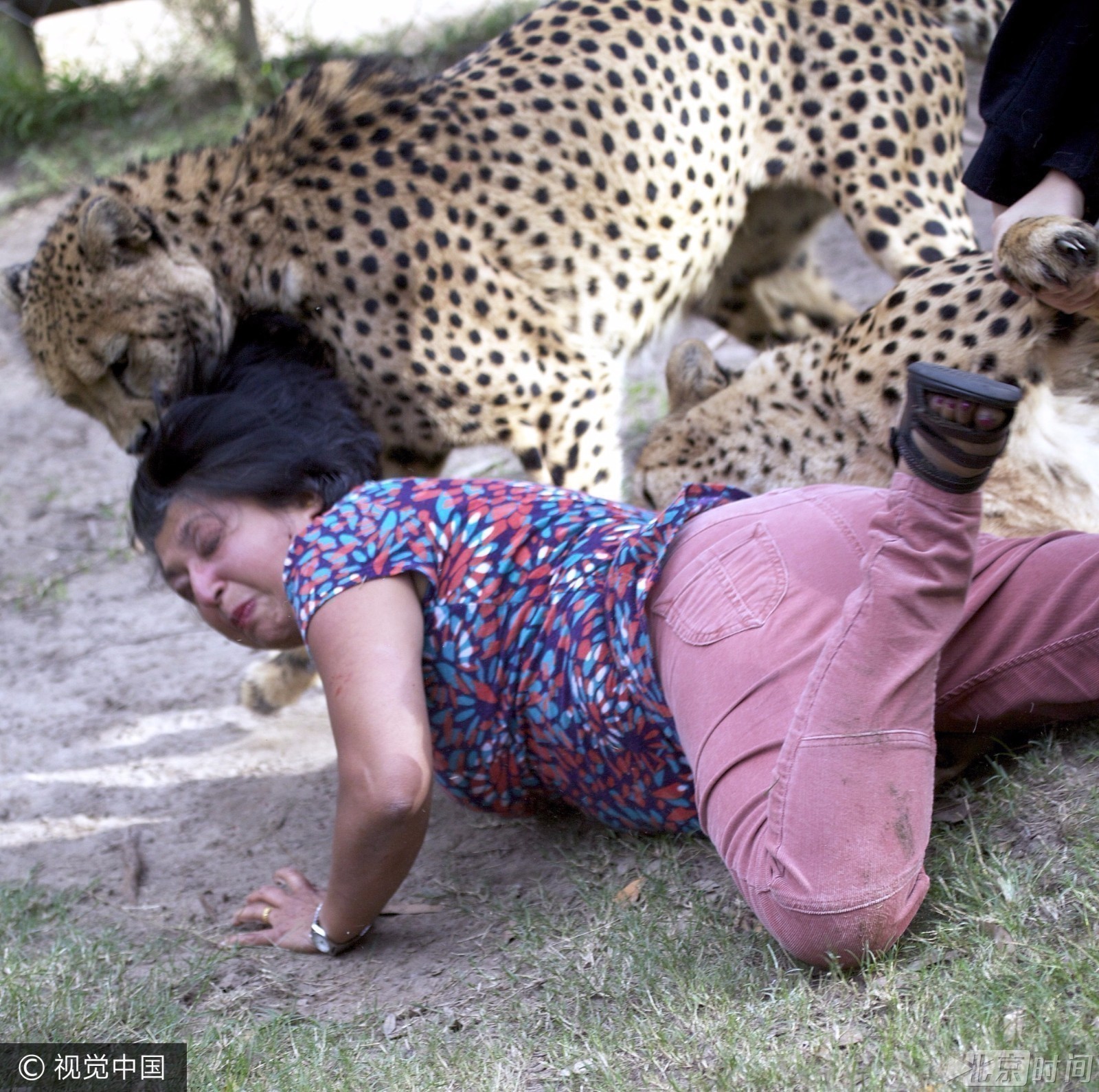 八达岭动物园猛兽伤人事件再出 盘点全球动物伤人事件