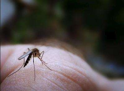 蚊子存在的意义是什么? 如果蚊子灭绝了人也会