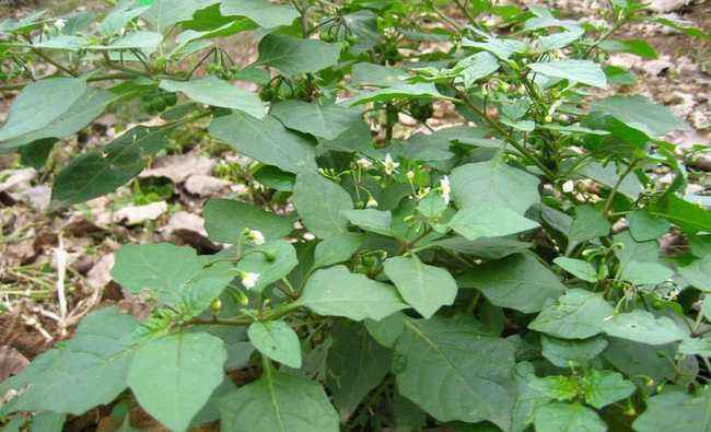 寨里村记忆之二十七——老鸹眼 寨里村记忆之二十七——老鸹眼