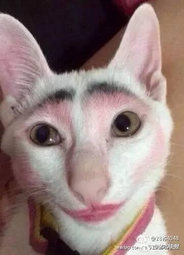 网友晒丑猫惊为天人:猫的颜值能低到什么程度?