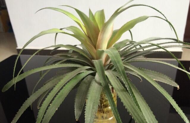 在北方真的能种出菠萝吗,自己也试种一下还真