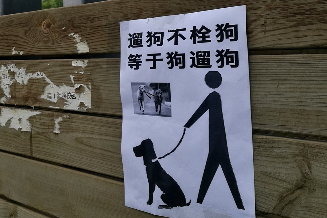 爱狗业主为被打死流浪狗挂花圈 人狗矛盾已成问题