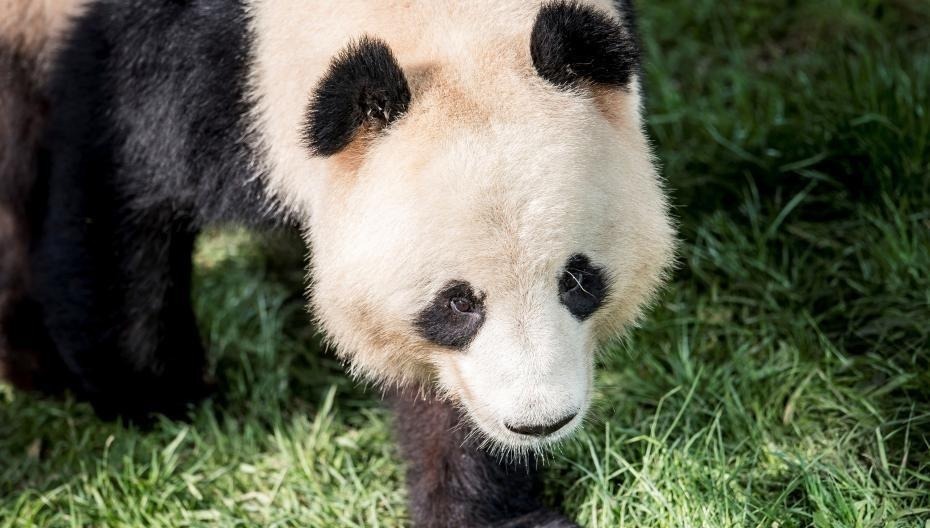 大熊猫正式亮相丹麦动物园 女王剪彩欢迎