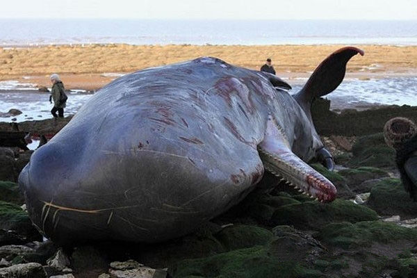 在海边发现几具巨大鲸鱼尸体,解剖它们的肚子一看,让人类羞愧