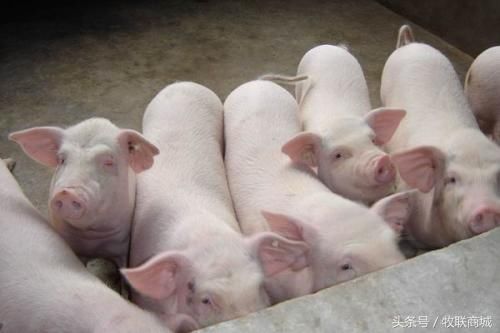 如何防控猪流感得了猪流感怎么治疗猪场如何应