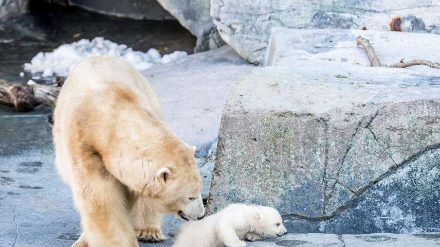 小北极熊首次亮相哥本哈根动物园 与妈妈形影不离