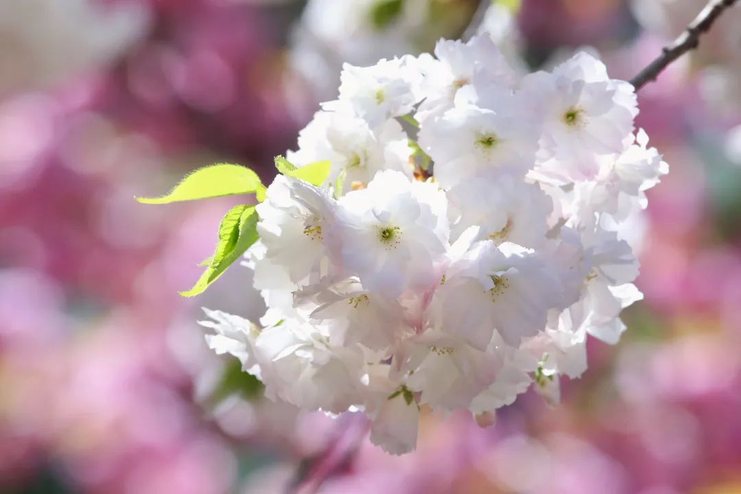 春天的浪漫,樱花占一半!郁金、关山、松月……玉渊潭晚樱正盛放 _北京时间