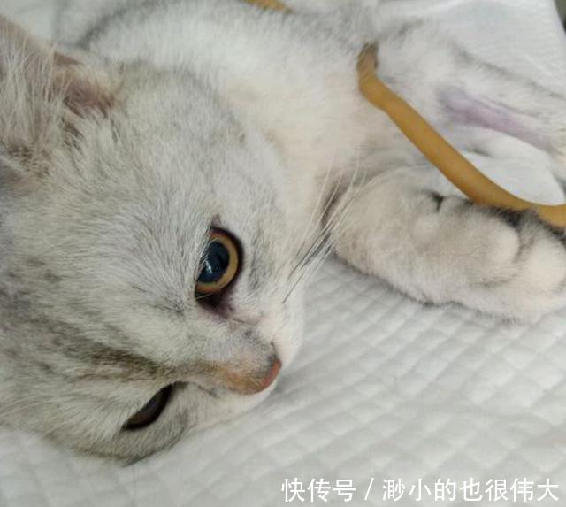 带猫咪去做绝育,回家发个朋友圈,心瞬间凉了!