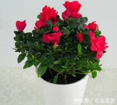 蛋壳加一物,就真的变成营养丰富的花肥了!