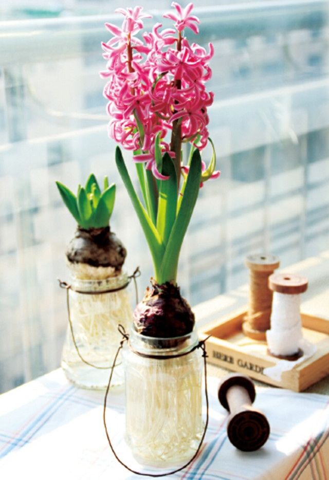 教你如何种水培植物