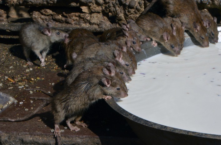 2019年3月26日报道(具体拍摄时间2月4日)，印度拉贾斯坦邦有一座神奇的“鼠庙”，庙的名字是卡尔尼-玛塔庙(Karni Mata temple)，这里其实供奉的不是老鼠，而是印度教女神卡尔尼-玛塔。