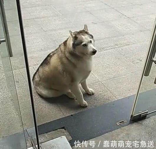 天宠物店蹲点蹭吃,老板:我要把你拉进黑名单!