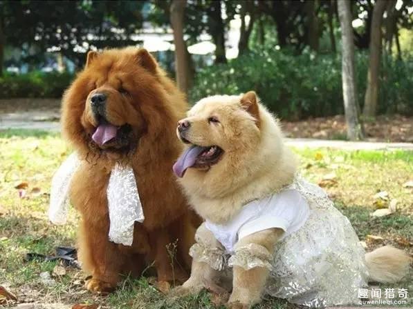 单身狗一词的流行是普遍的社会现象和网络时代的传播特色共同助推形成的。