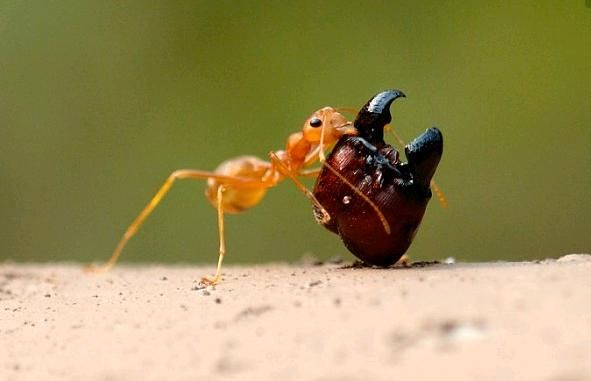 南方喜食黄猄蚁,知道为什么吗?看看黄猄蚁食用