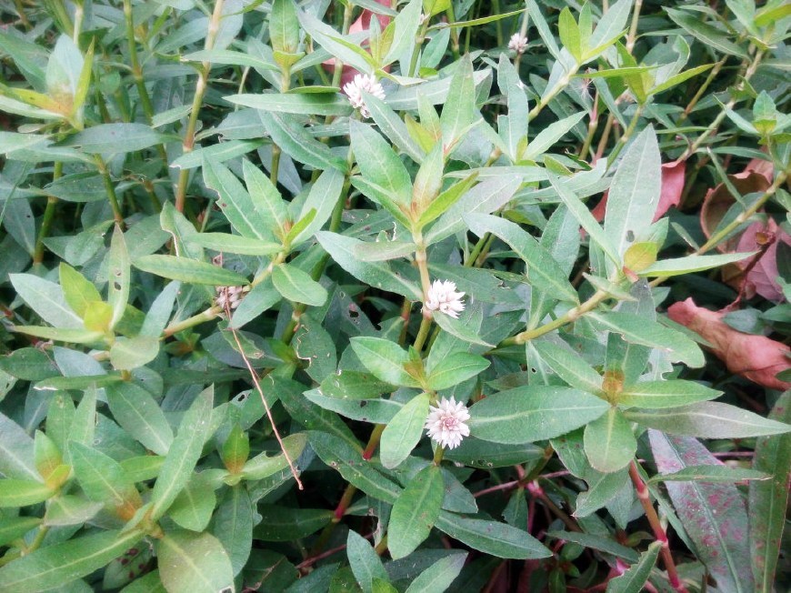 农村田里一害草,农民见到就除掉,殊不知它曾是