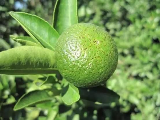 预防沙糖桔花皮果技术,柑橘类引起花皮果分析