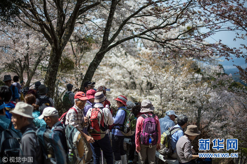日本奈良樱花怒放 引众多游人观赏