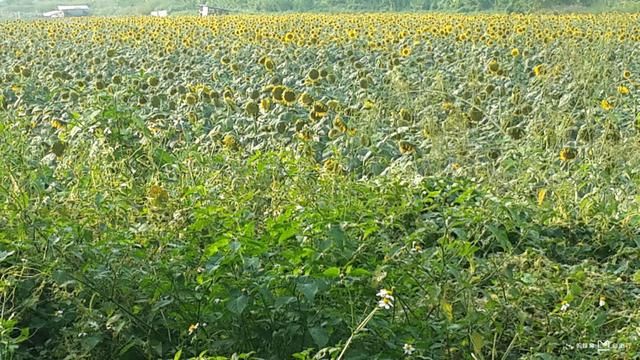 广州十大必去旅游景点,去了5个算及格,包你去